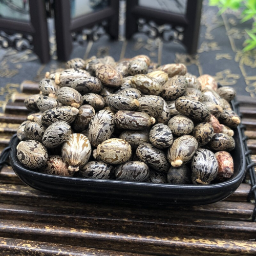 skin diseases,burns, furuncles, abscesses_Castor